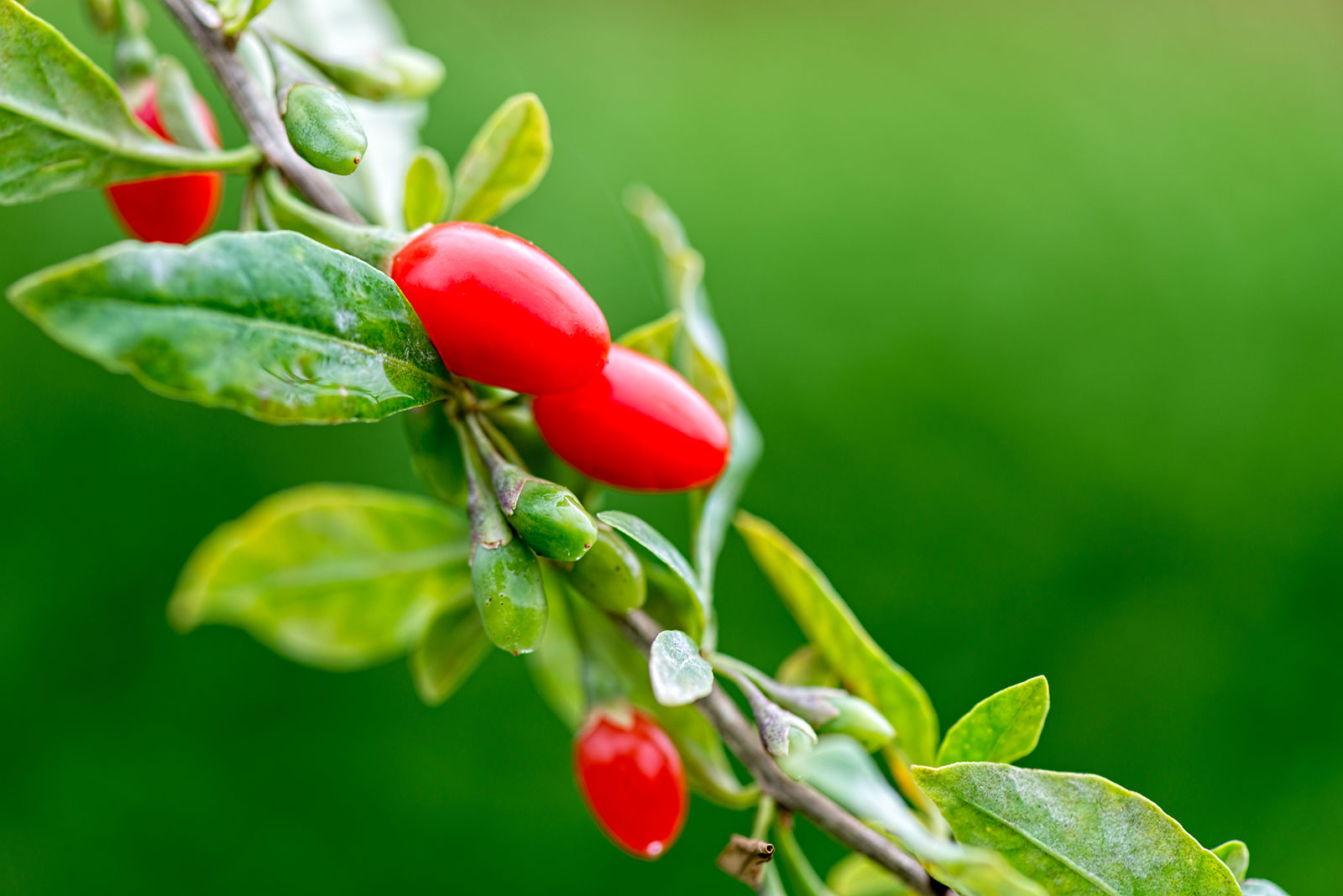 Dried Goji Berries Can Help Impr...