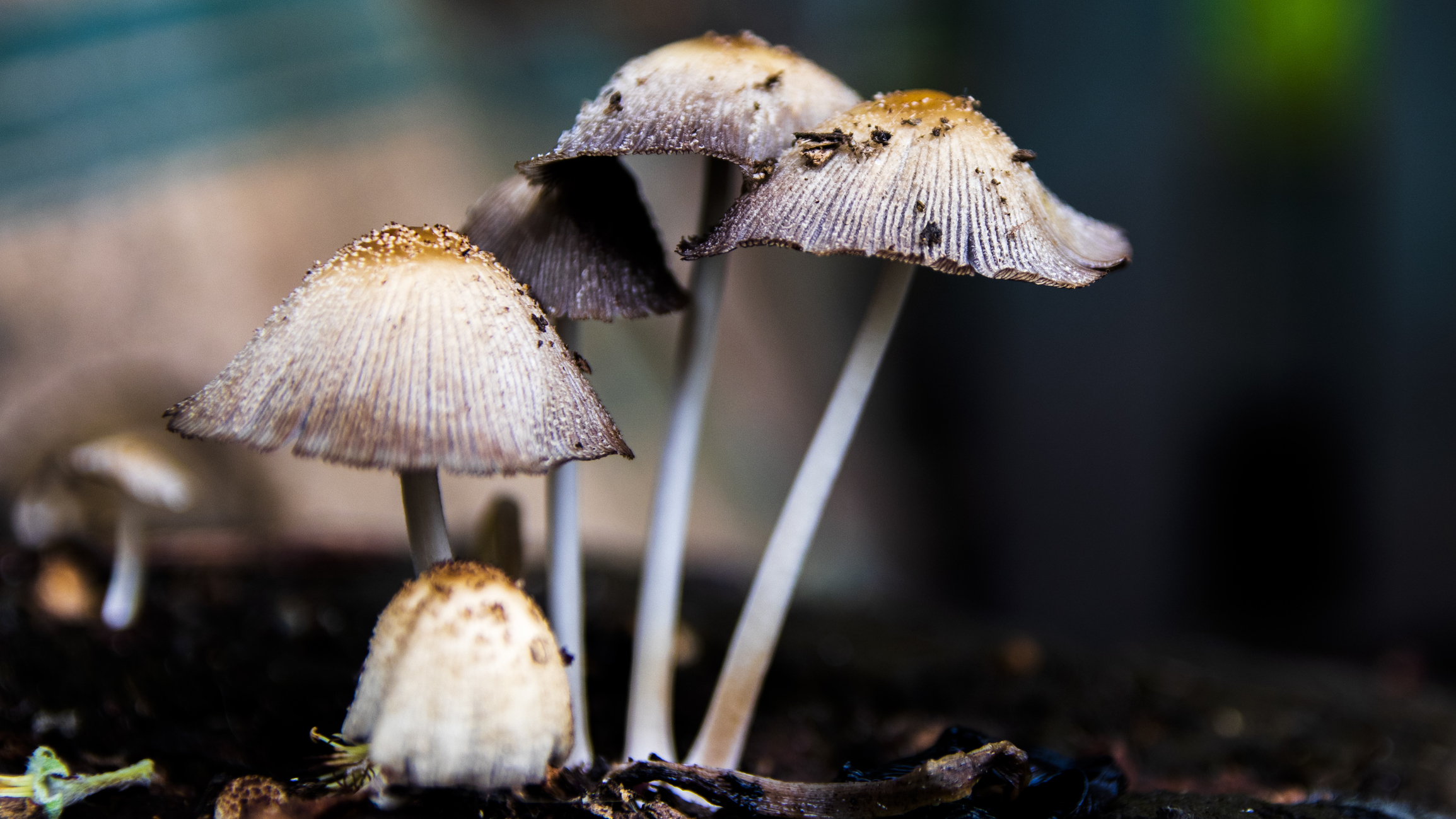 “Magic Mushrooms” Ma...