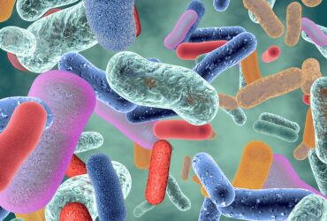 New Study Links Gut Bacteria to ...