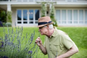 Senior man smelling lavender in lawn