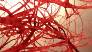 3d illustration blood vessel