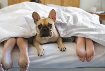 Do You Sleep With Your Pet? How ...